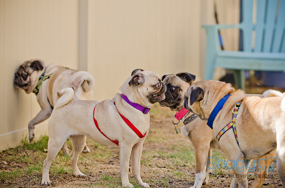 Shagly Photography-DFW Pug Rescue-The Boarding Bungalow-62
