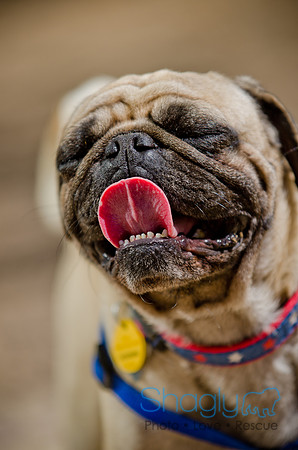 Shagly Photography-DFW Pug Rescue-The Boarding Bungalow-32