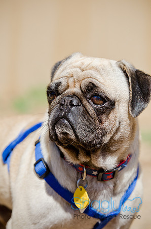 Shagly Photography-DFW Pug Rescue-The Boarding Bungalow-4