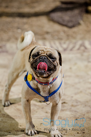 Shagly Photography-DFW Pug Rescue-The Boarding Bungalow-31