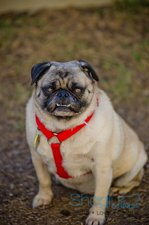 Shagly Photography-DFW Pug Rescue-The Boarding Bungalow-27