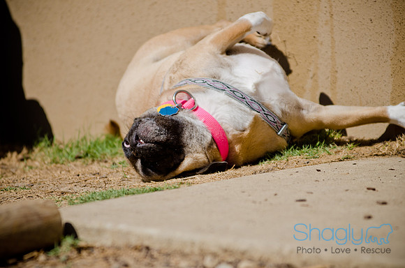 Shagly Photography-DFW Pug Rescue-The Boarding Bungalow-48