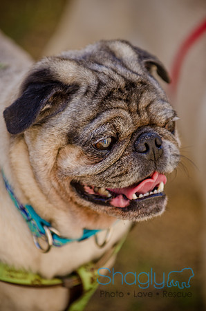 Shagly Photography-DFW Pug Rescue-The Boarding Bungalow-67