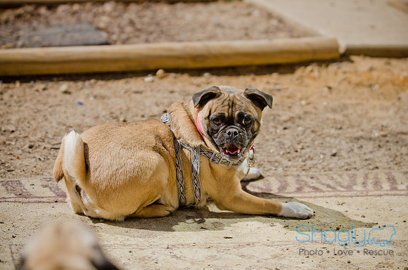 Shagly Photography-DFW Pug Rescue-The Boarding Bungalow-52