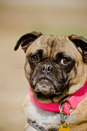 Shagly Photography-DFW Pug Rescue-The Boarding Bungalow-45