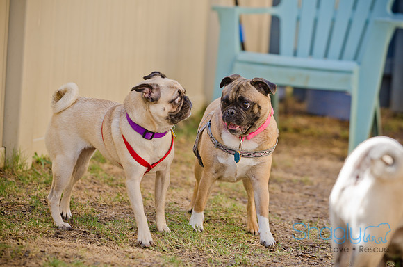 Shagly Photography-DFW Pug Rescue-The Boarding Bungalow-53