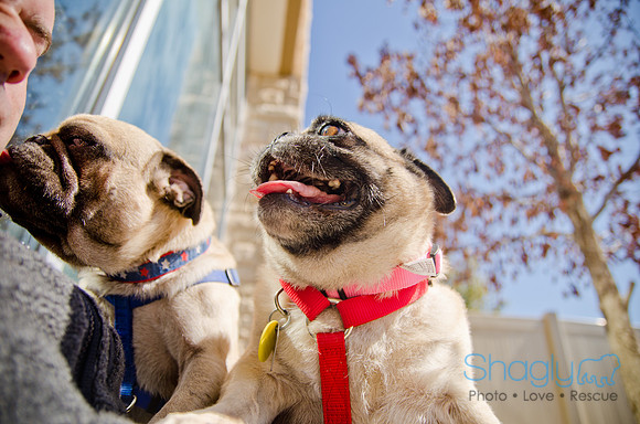 Shagly Photography-DFW Pug Rescue-The Boarding Bungalow-19