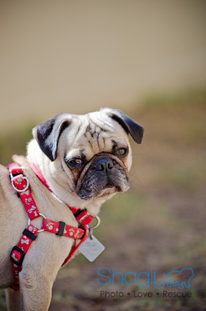 Shagly Photography-DFW Pug Rescue-The Boarding Bungalow-36
