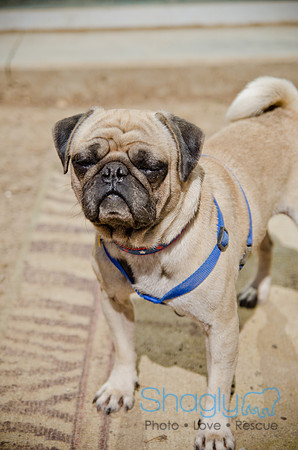 Shagly Photography-DFW Pug Rescue-The Boarding Bungalow-11
