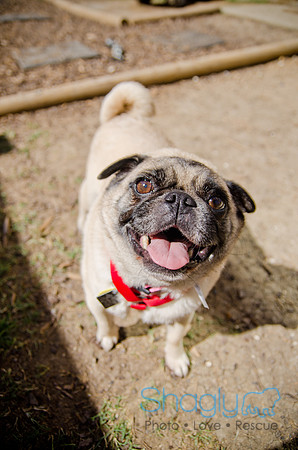 Shagly Photography-DFW Pug Rescue-The Boarding Bungalow-12