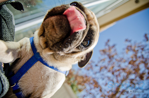 Shagly Photography-DFW Pug Rescue-The Boarding Bungalow-20