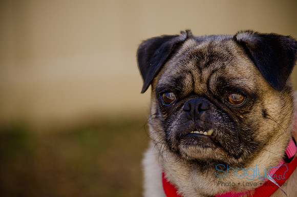 Shagly Photography-DFW Pug Rescue-The Boarding Bungalow-30
