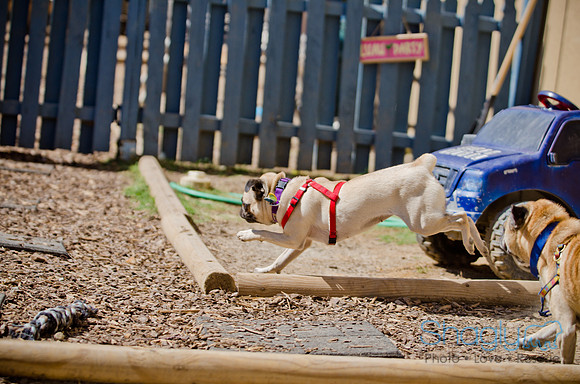 Shagly Photography-DFW Pug Rescue-The Boarding Bungalow-56