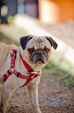 Shagly Photography-DFW Pug Rescue-The Boarding Bungalow-35