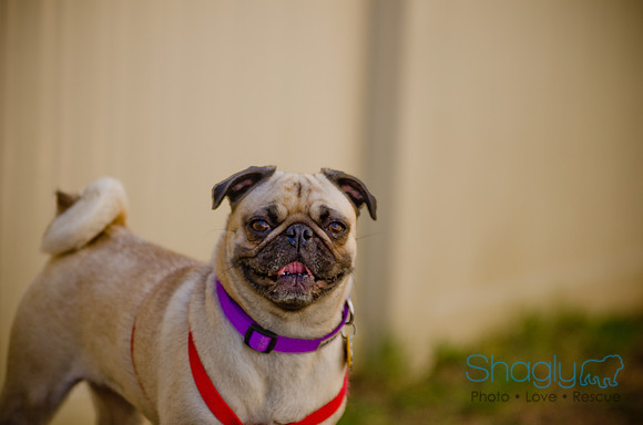 Shagly Photography-DFW Pug Rescue-The Boarding Bungalow-64