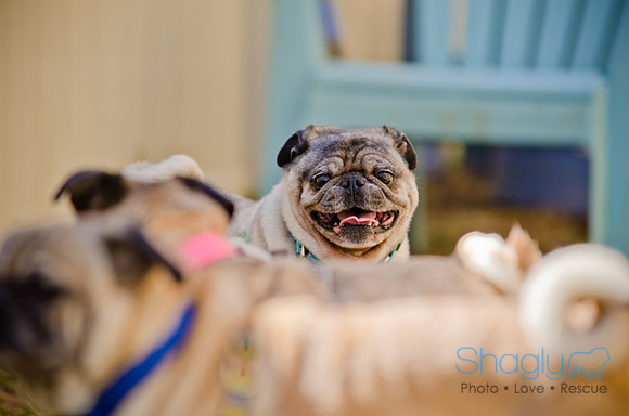 Shagly Photography-DFW Pug Rescue-The Boarding Bungalow-63