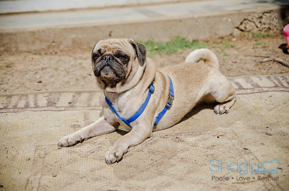 Shagly Photography-DFW Pug Rescue-The Boarding Bungalow-10
