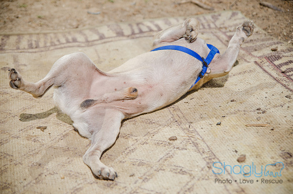 Shagly Photography-DFW Pug Rescue-The Boarding Bungalow-7