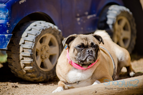 Shagly Photography-DFW Pug Rescue-The Boarding Bungalow-47
