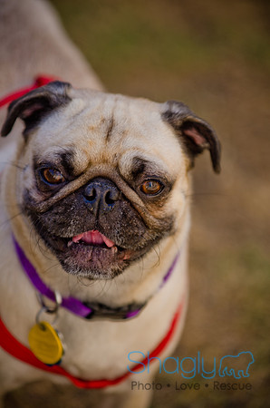 Shagly Photography-DFW Pug Rescue-The Boarding Bungalow-68