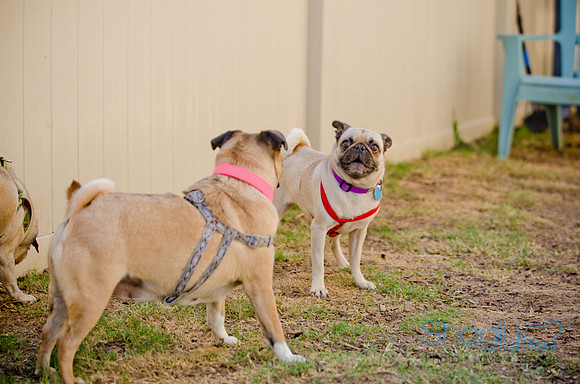 Shagly Photography-DFW Pug Rescue-The Boarding Bungalow-61