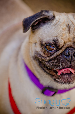 Shagly Photography-DFW Pug Rescue-The Boarding Bungalow-65