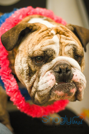 Bully Bash Luau-9