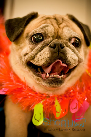 Bully Bash Luau-51
