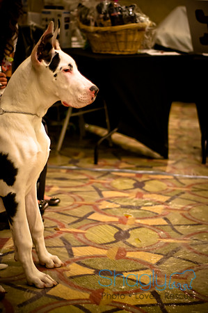 Bully Bash Luau-24