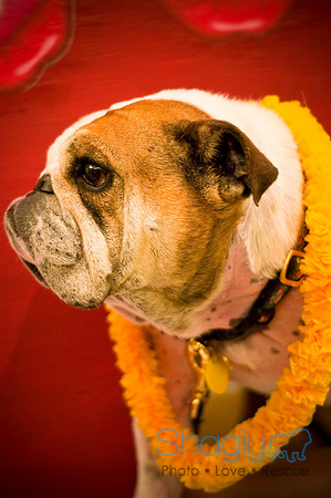 Bully Bash Luau-4