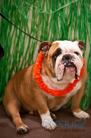 Bully Bash Luau-9
