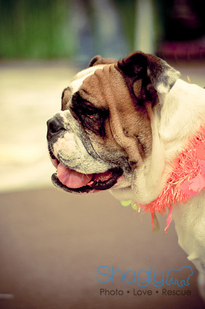 Bully Bash Luau-71