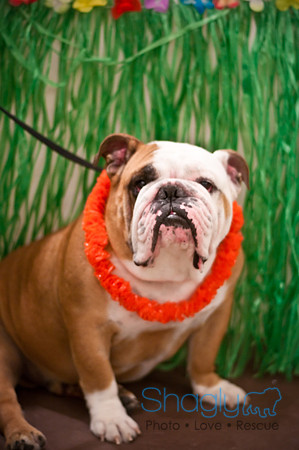 Bully Bash Luau-10
