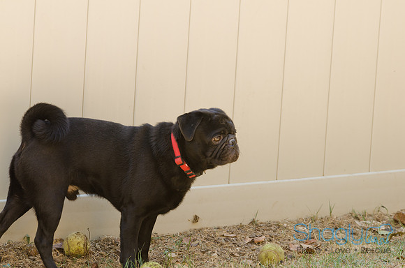 Boarding Bungalow-12