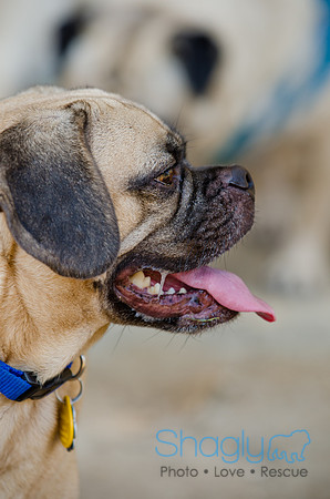 Boarding Bungalow DFW Pug Rescue-27