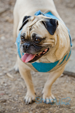 Boarding Bungalow DFW Pug Rescue-29