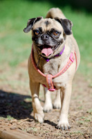 Boarding Bungalow DFW Pug Rescue-19