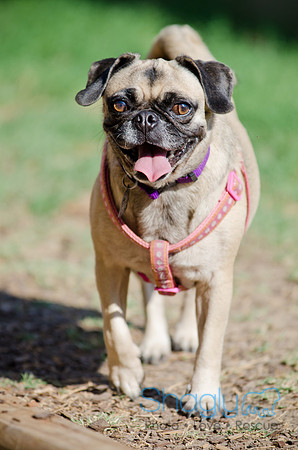 Boarding Bungalow DFW Pug Rescue-19