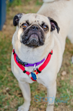 Boarding Bungalow DFW Pug Rescue-31