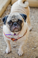 Boarding Bungalow DFW Pug Rescue-12