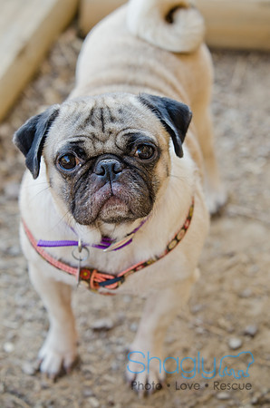 Boarding Bungalow DFW Pug Rescue-12