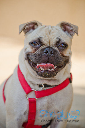 Boarding Bungalow DFW Pug Rescue-21