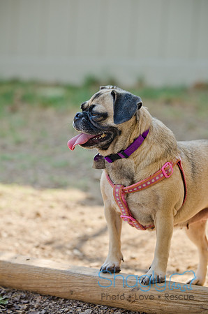 Boarding Bungalow DFW Pug Rescue-23