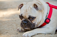 Boarding Bungalow DFW Pug Rescue-6