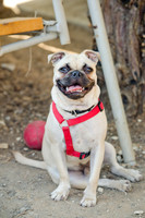 Boarding Bungalow DFW Pug Rescue-17