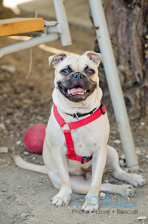 Boarding Bungalow DFW Pug Rescue-17