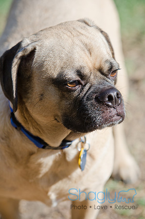 Boarding Bungalow DFW Pug Rescue-3