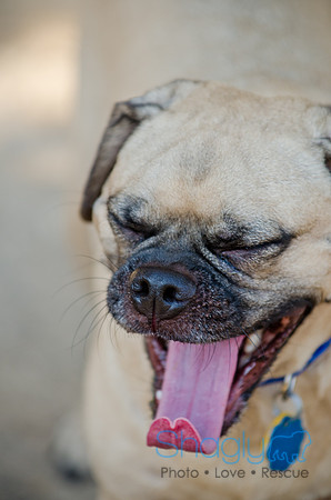 Boarding Bungalow DFW Pug Rescue-25