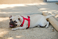 Boarding Bungalow DFW Pug Rescue-7