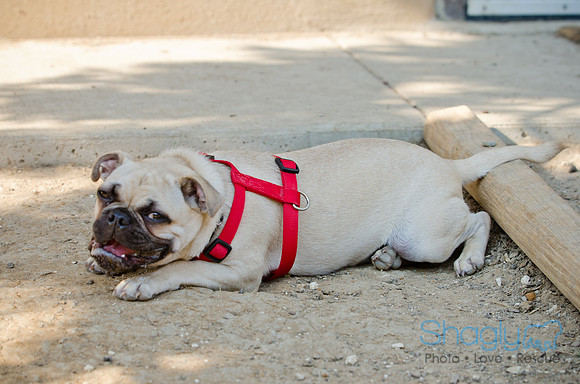 Boarding Bungalow DFW Pug Rescue-7